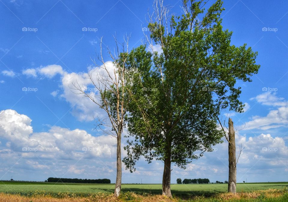 Landscape, No Person, Tree, Nature, Sky
