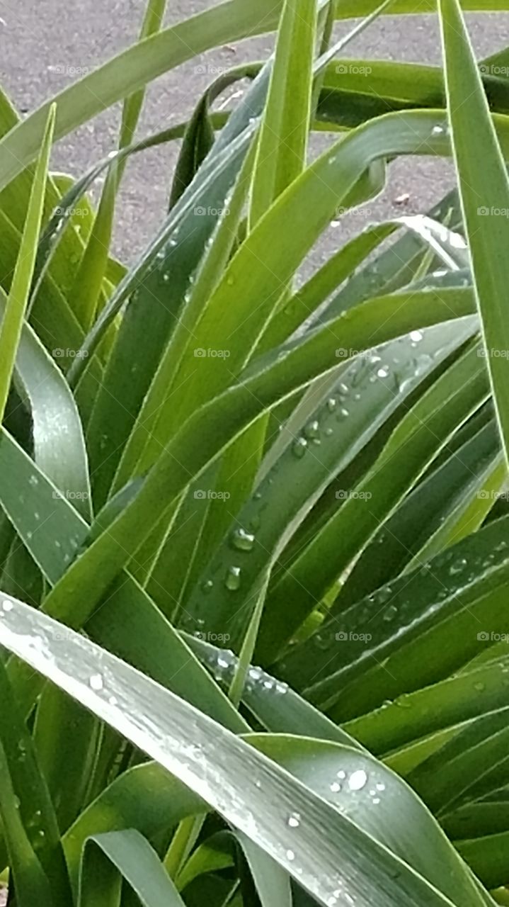 Lily leaves covered in rain from the over night storm.
