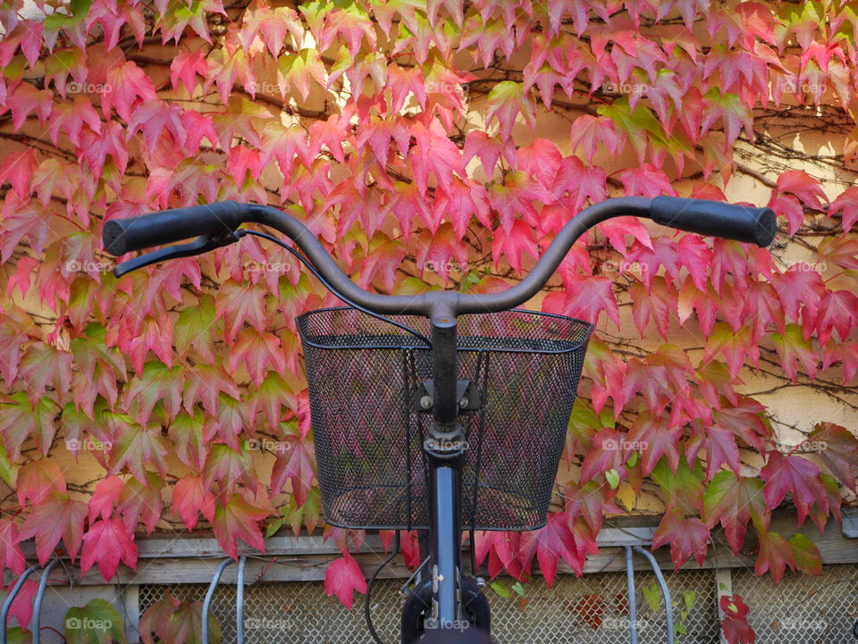 Bicycle with a metal basket on the steering wheel is standing in the bicycle-stand outdoors in front of the red plants climbing up the wall in autumn 