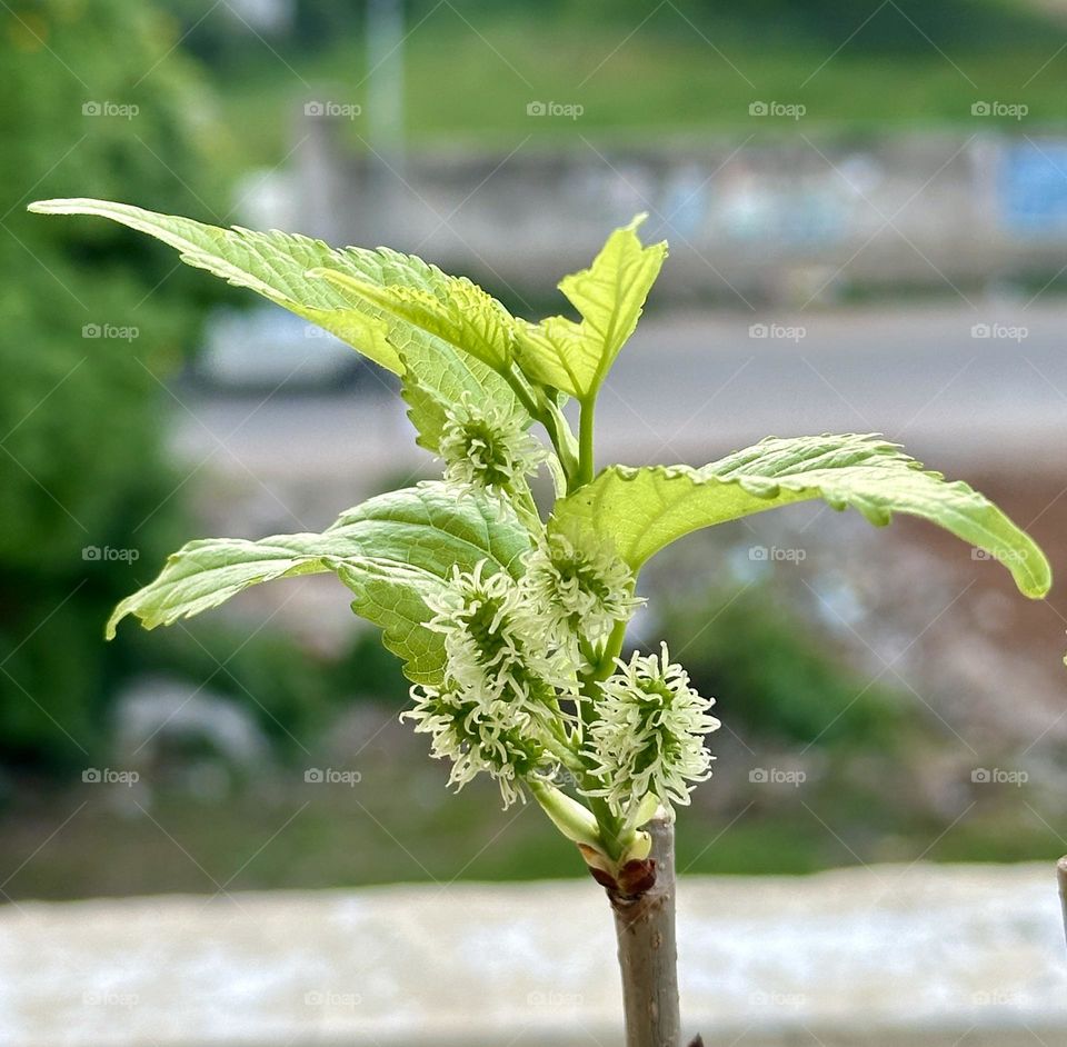 Mulberry Plant