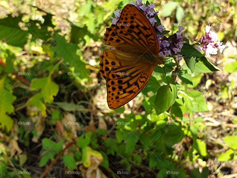 butterfly on a flower in the wild