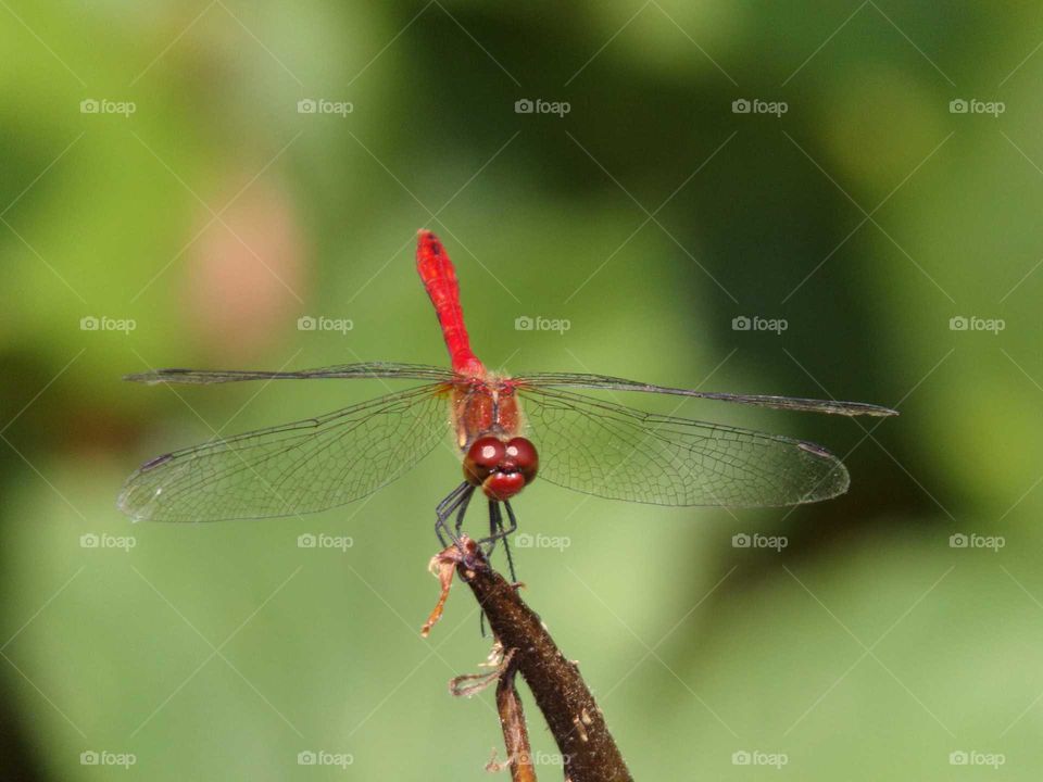 Libelle auf einem Grashalm