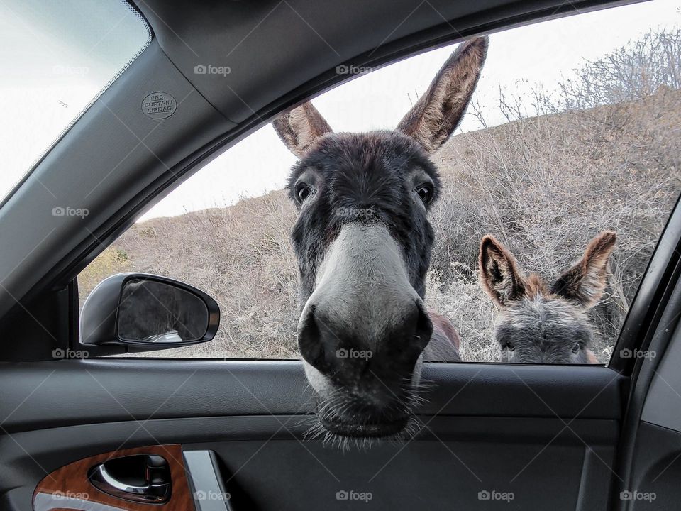Two funny donkeys looks at car