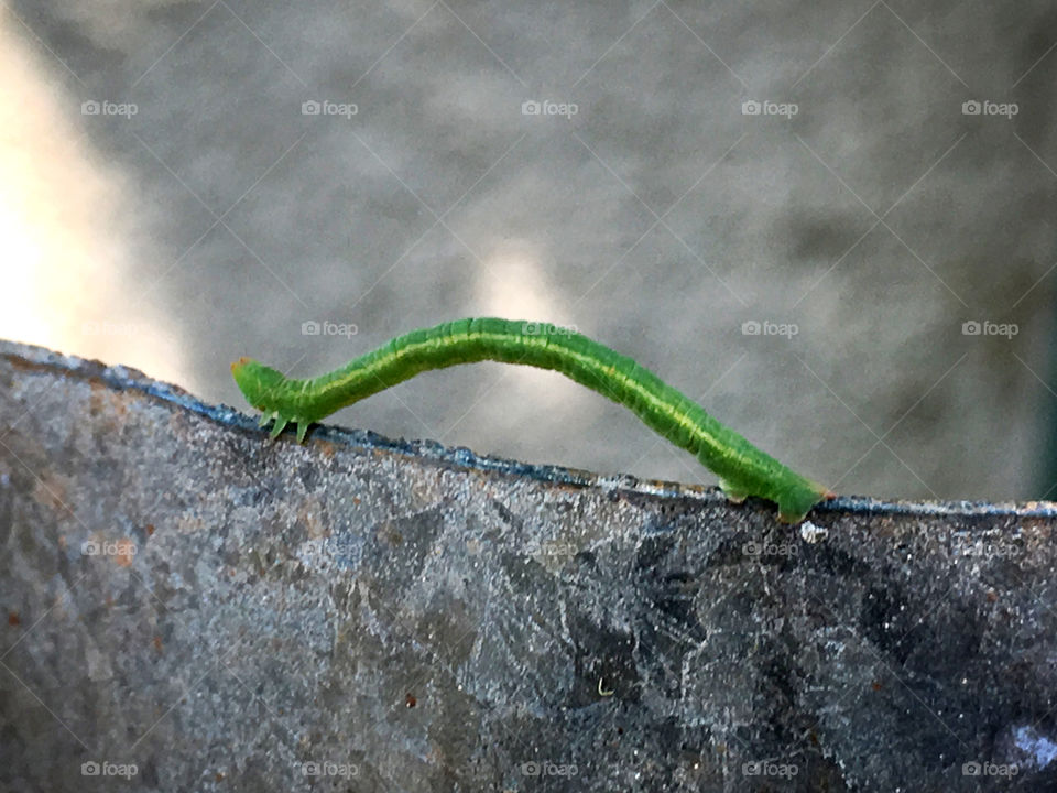 Green inchworm on narrow fence, Australia 