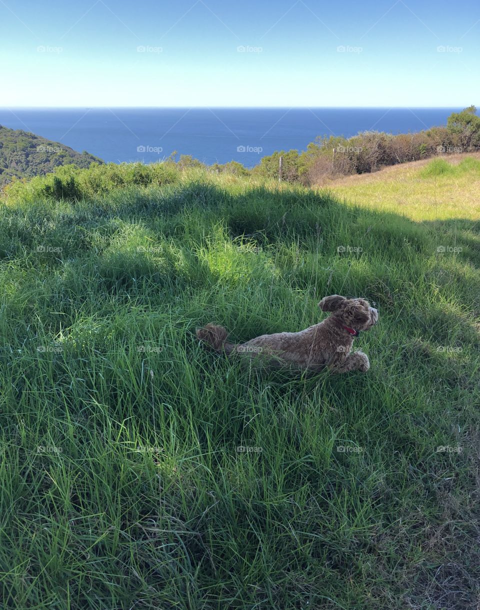 Dog playing in the grass/Big Sur CA