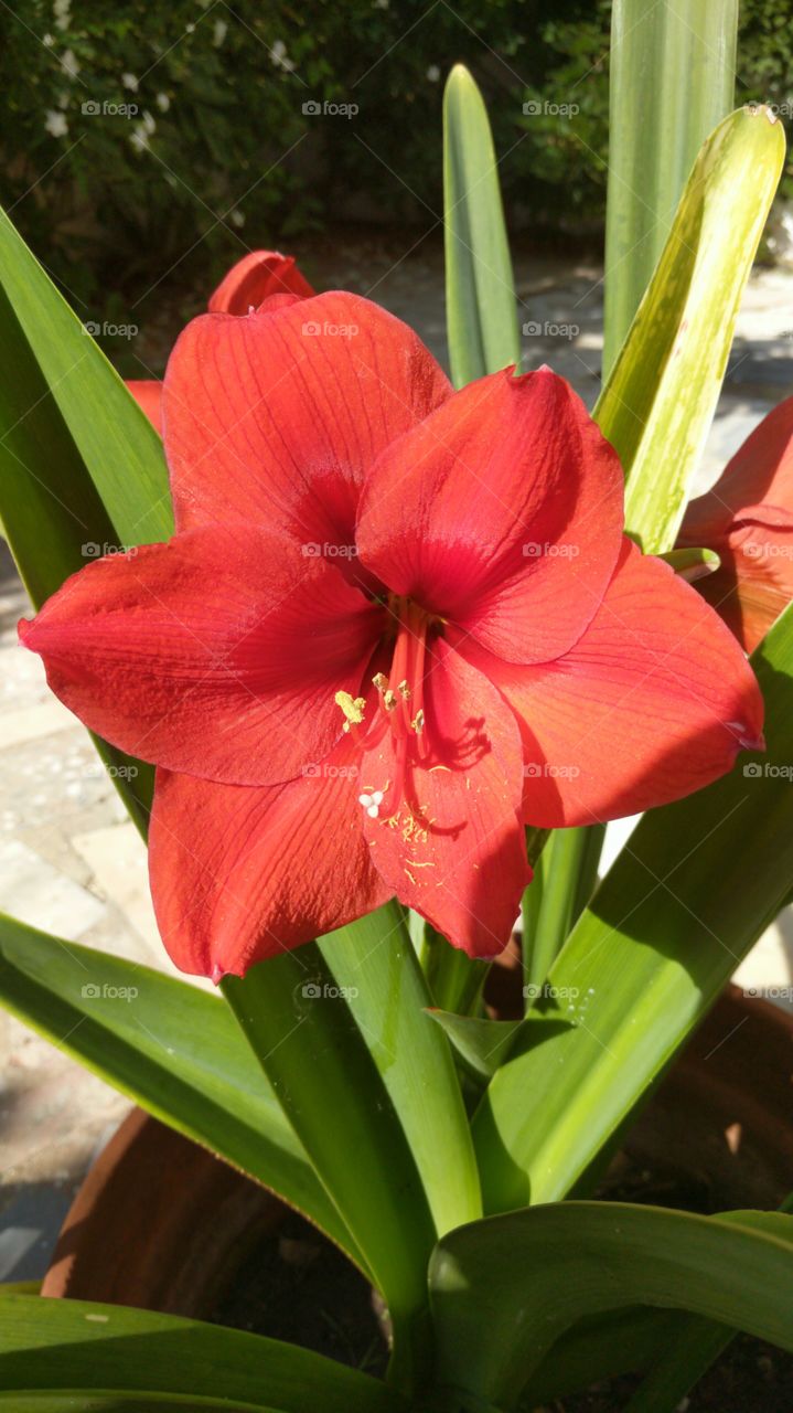 Big red flower in the garden