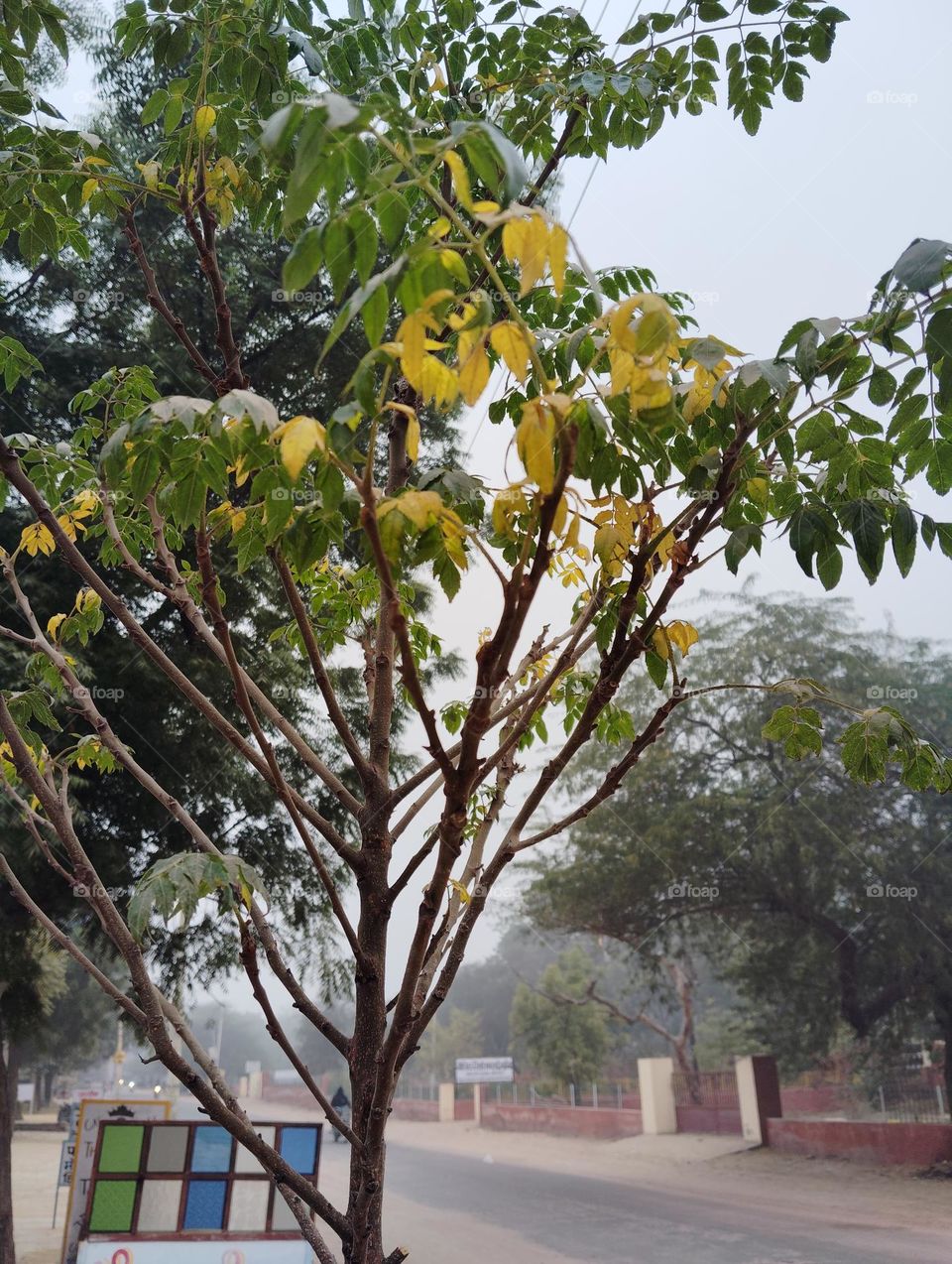 winter coming,it shows plants, yellow and green leaves on a tree means yellow is going and green leaves shows that winter has come