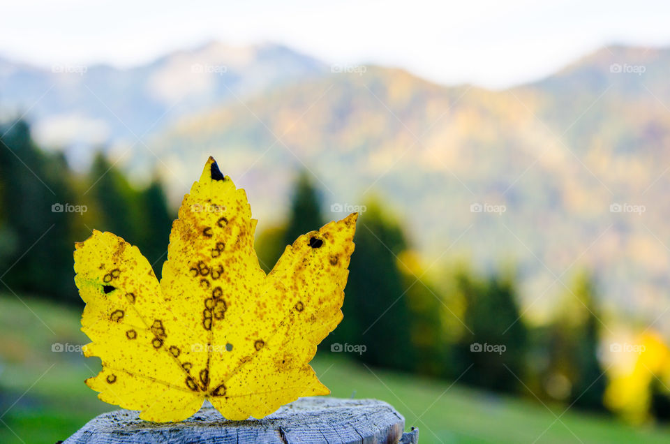 A Yellow Leaf
