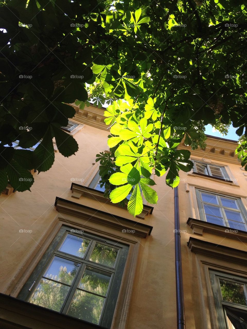 tree windows leaf branch by carina71