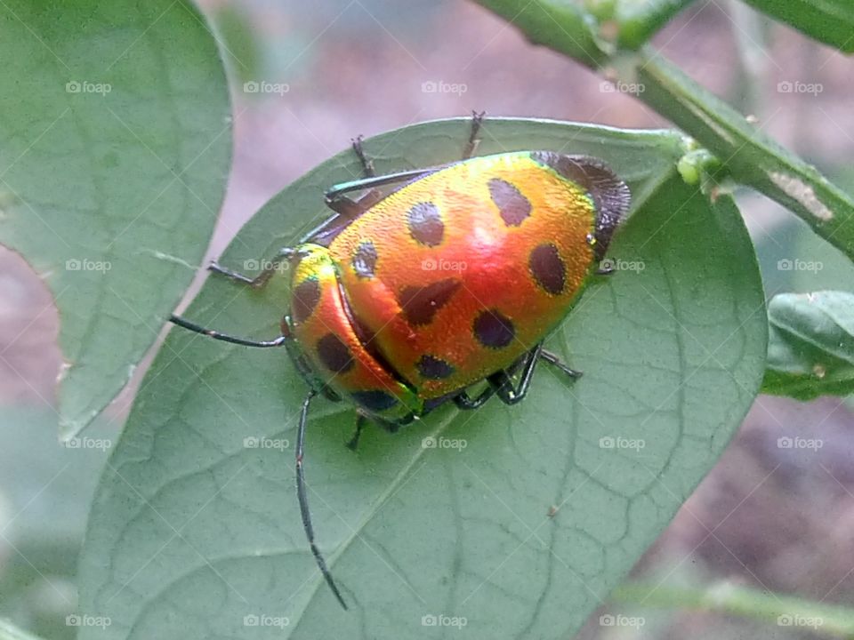 Insects with beautiful colors