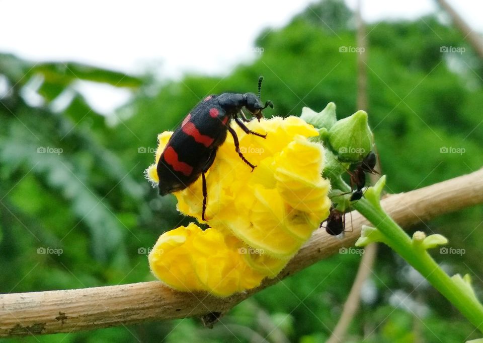 Beautiful Bug on flower