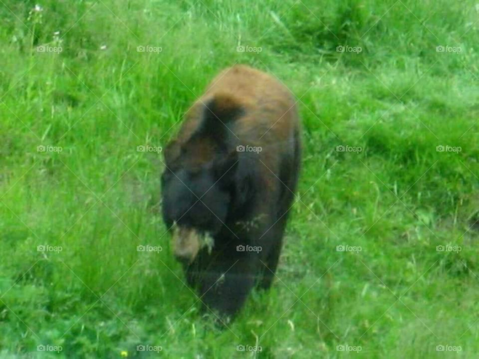 Grizzly in the grass!