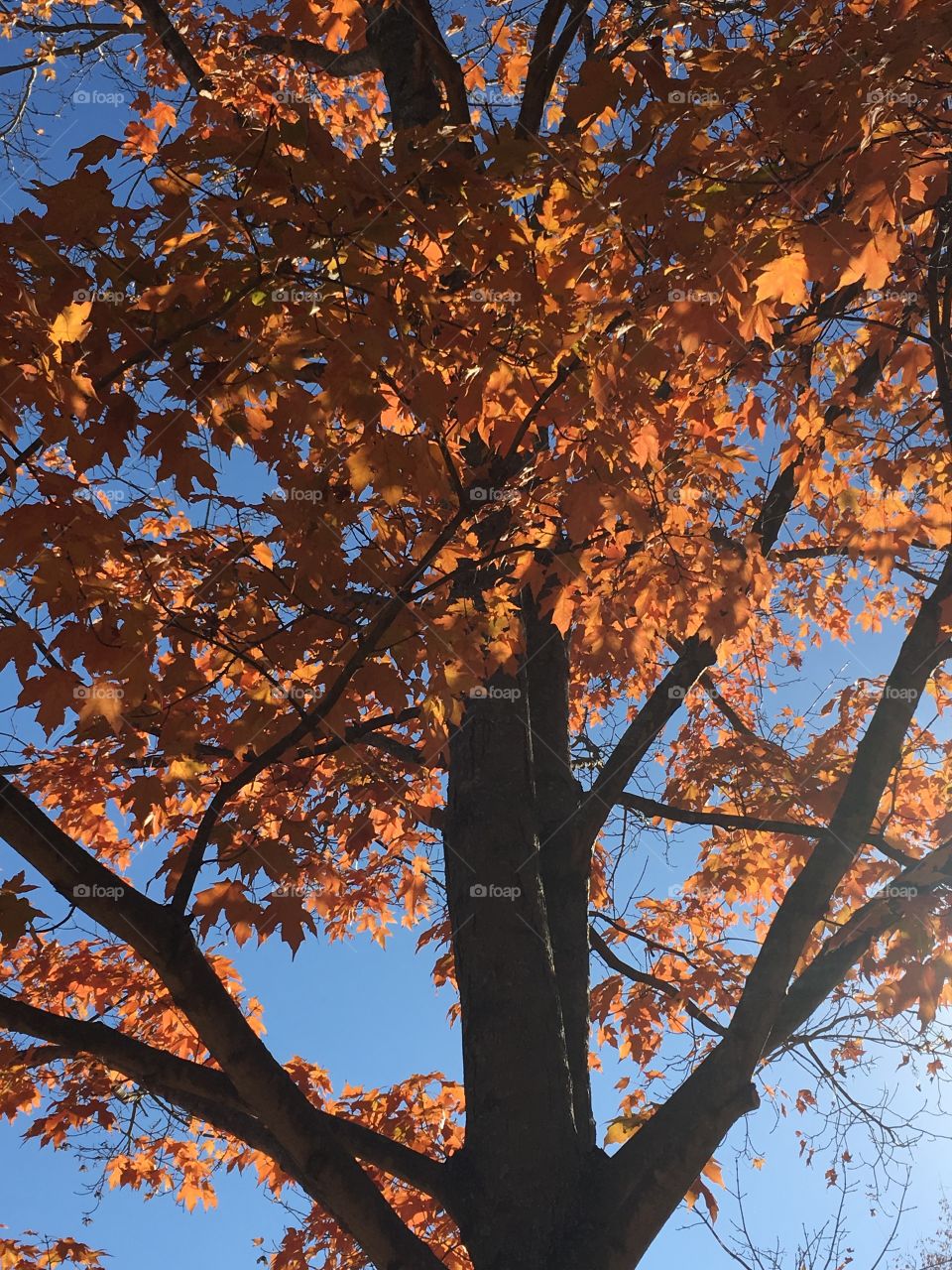 Autumn treetop