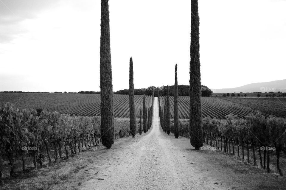 Beautiful vineyard in Tuscany 