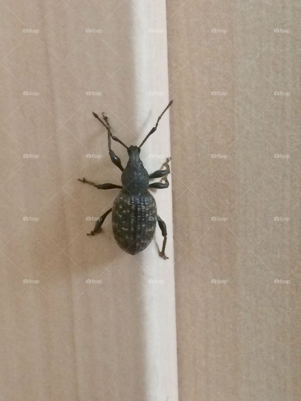 Beetle in kitchen 
