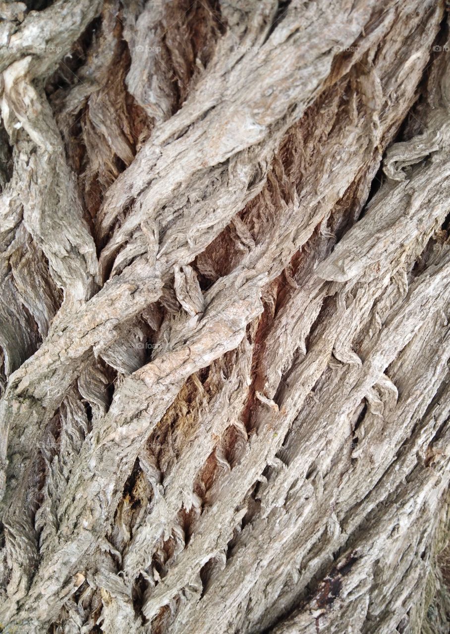 Tree bark texture