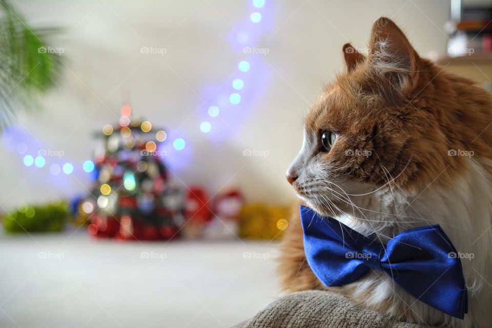 cat in blue bow tie and gifts Christmas holiday