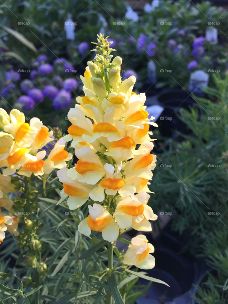 Linaria (Butter & Eggs)