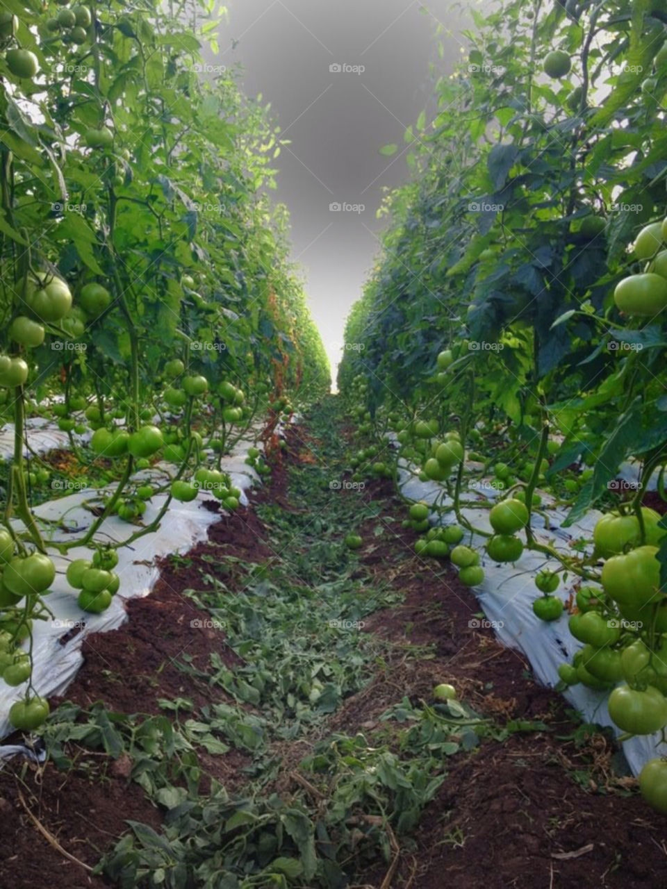 Tomatoe Field