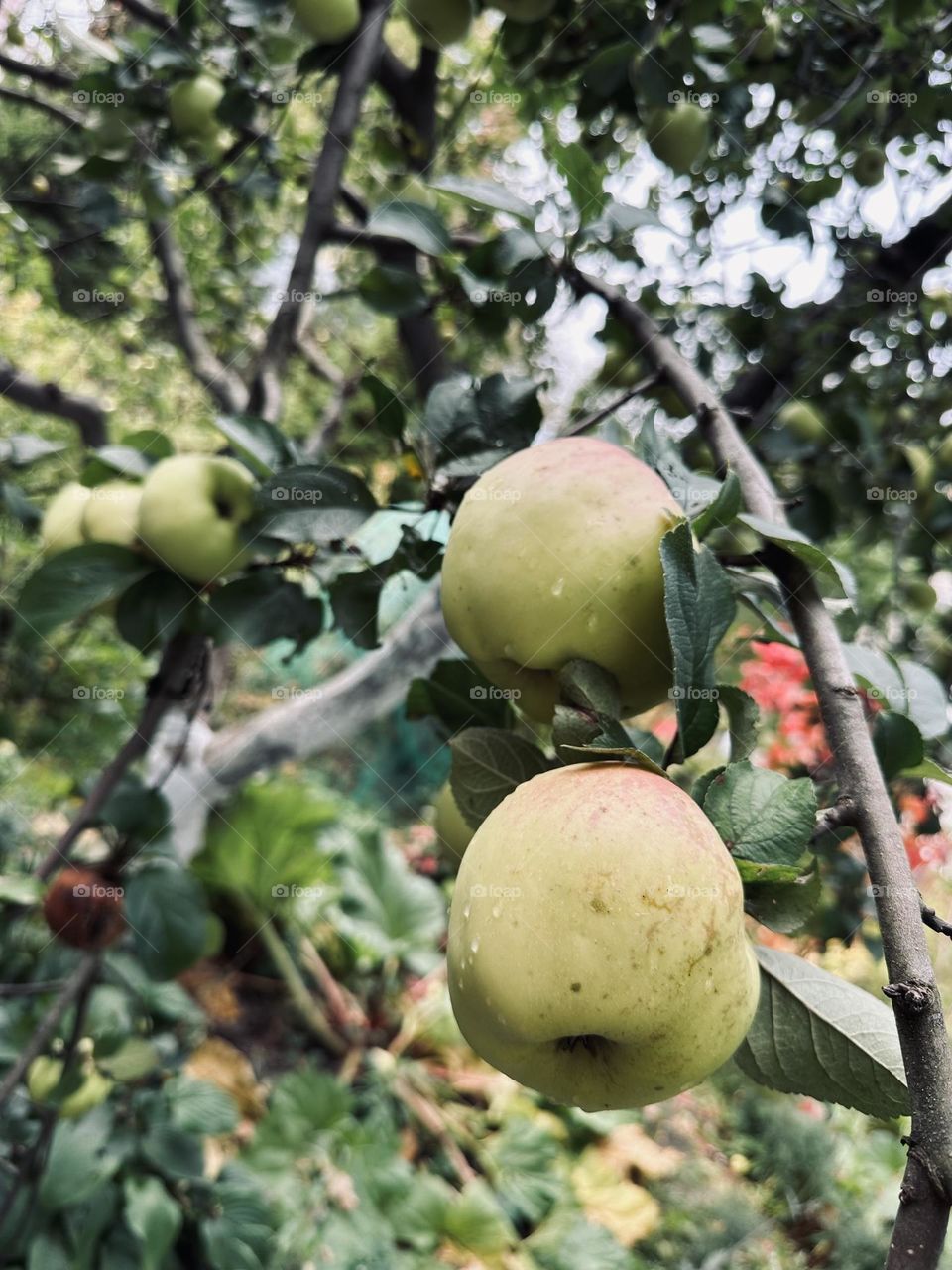 Яблоки 🍏