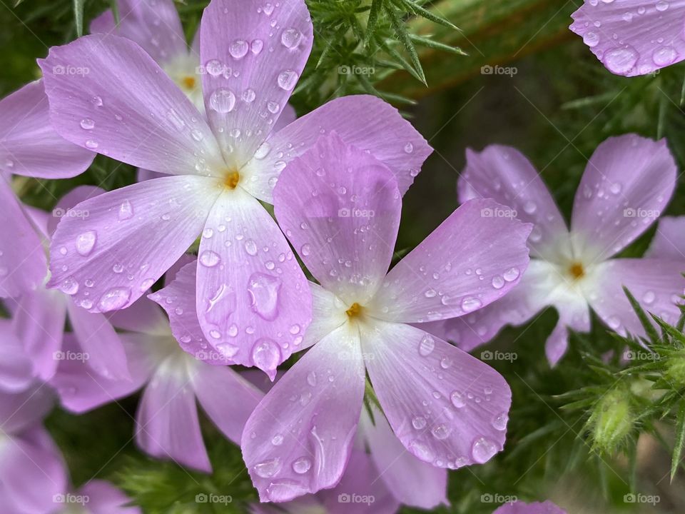 A early morning walk along the trail and looking down on a bunch of pastel pink flowers with water droplets!