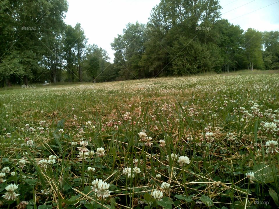 Landscape, Flower, Nature, Grass, Hayfield