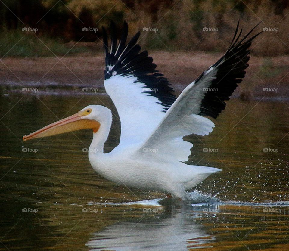 American White Pelican Taking Off