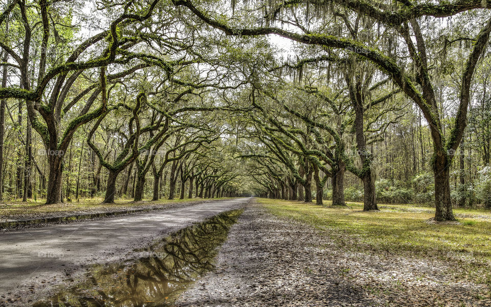 A Royal Welcome. Longest isle of Live Oak trees in the world. Pure. Magic.