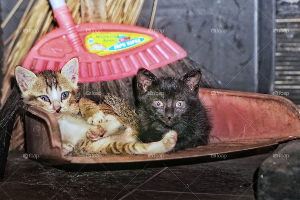 kittens, playing in the dark