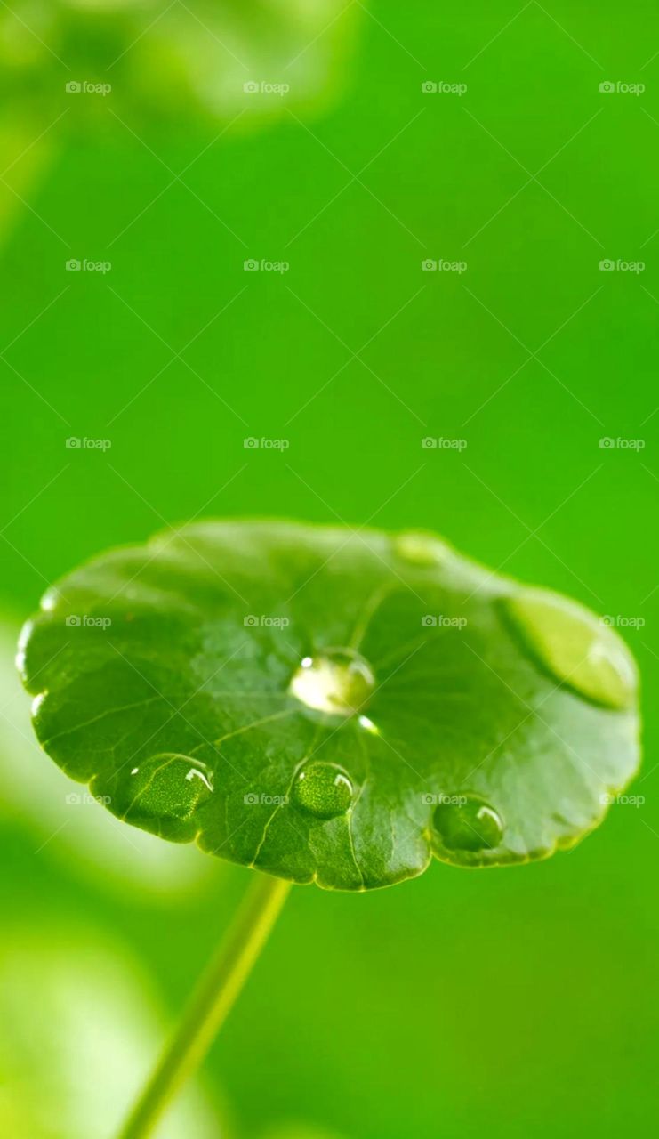 Beautiful small lotes leaf. on leaf water dots looks so nice and also nice d green colour