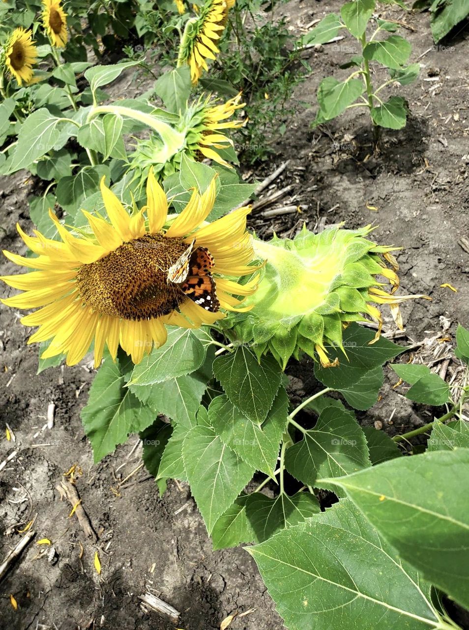 Butterfly Sunflower 