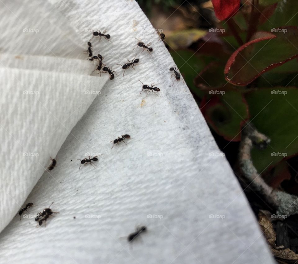 Ants looking for food in a discarded napkin