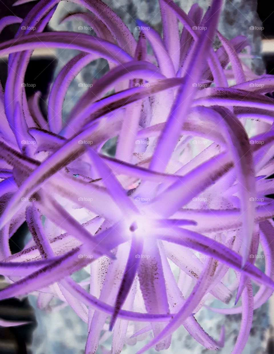 airplant negative