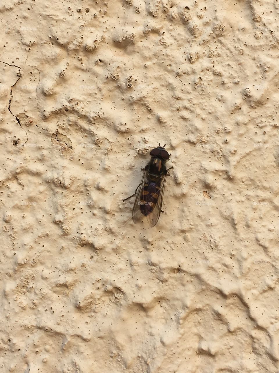 Fly on a stucco exterior wall, bumpy texture