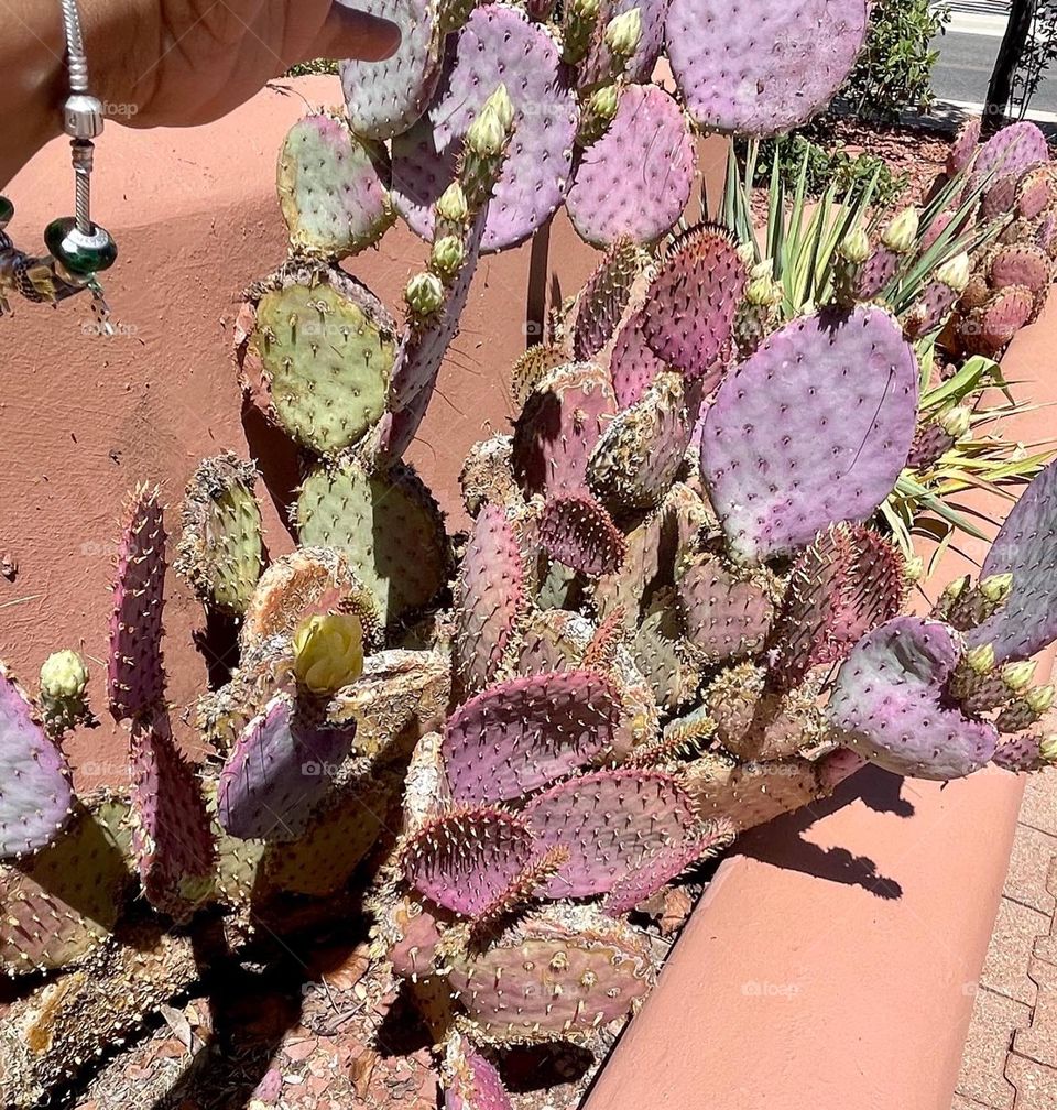 Cactus ready to flourish!!!