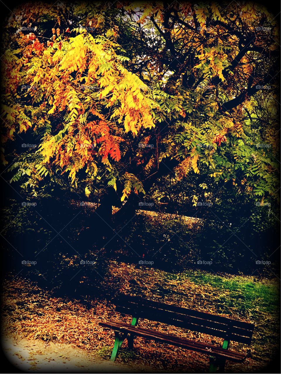 Autumn Vibes..