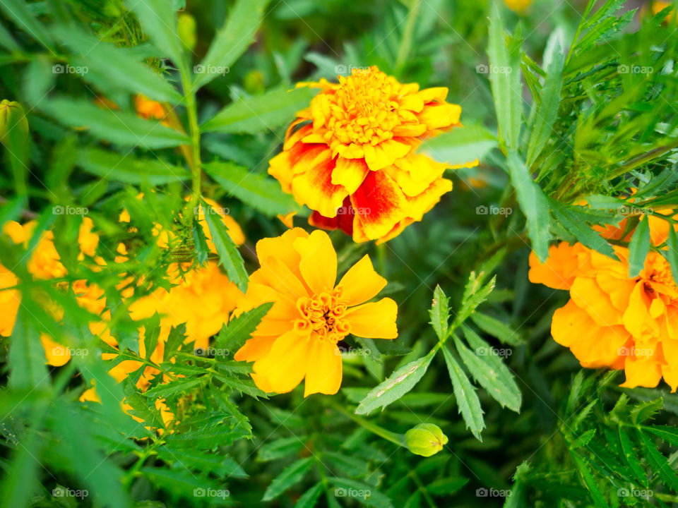 Yellow flowers