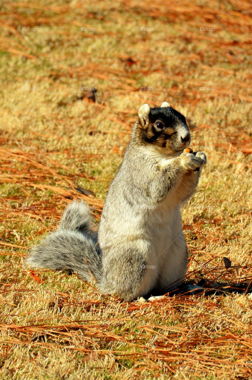 Fox squirrel on dry grass