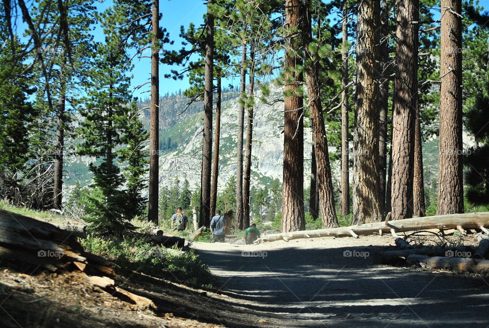 Rear view of people walking in forest