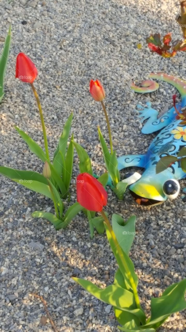 Spring Frühling Tulpe 🌞🤗