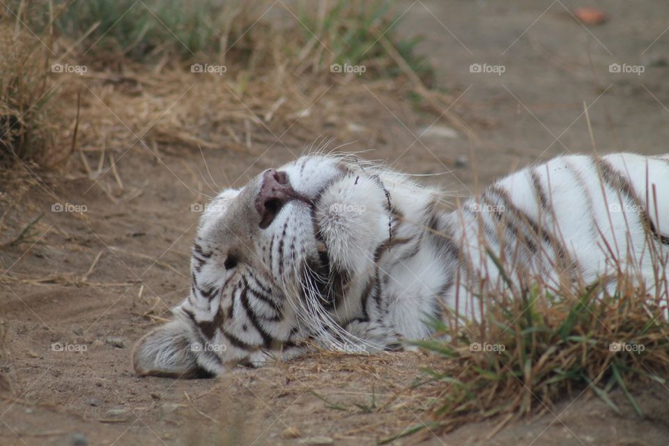 Close-up of resting tiger