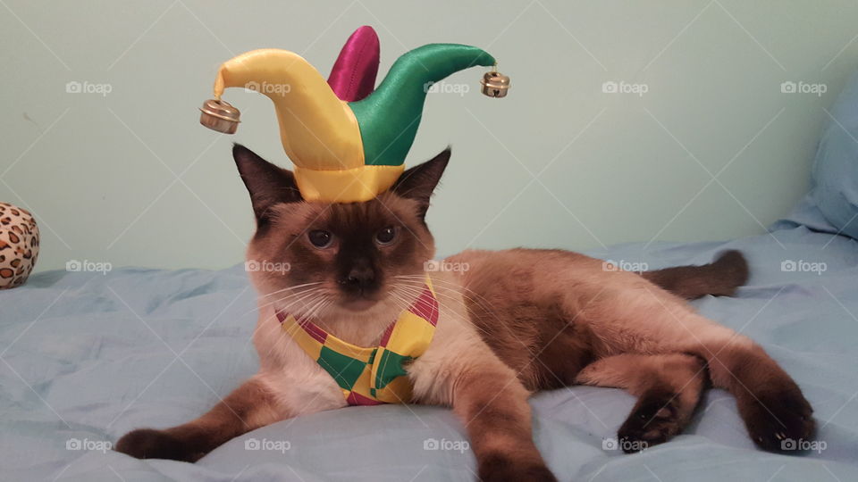 costume kitty