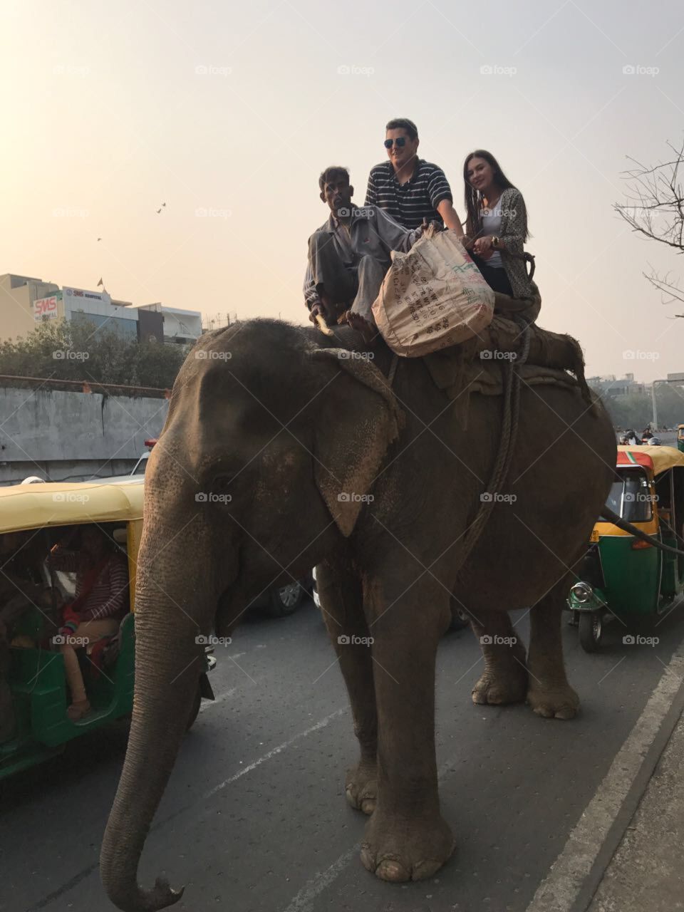 Elephant taxi in new delhi india