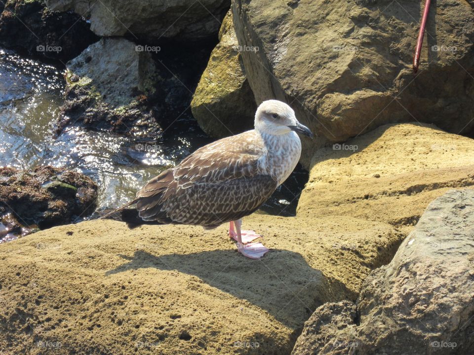 Seagull at Lucrino (Naples)