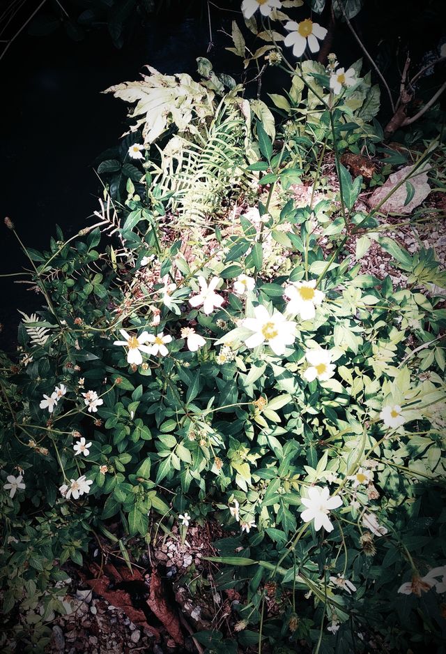 Wild flower