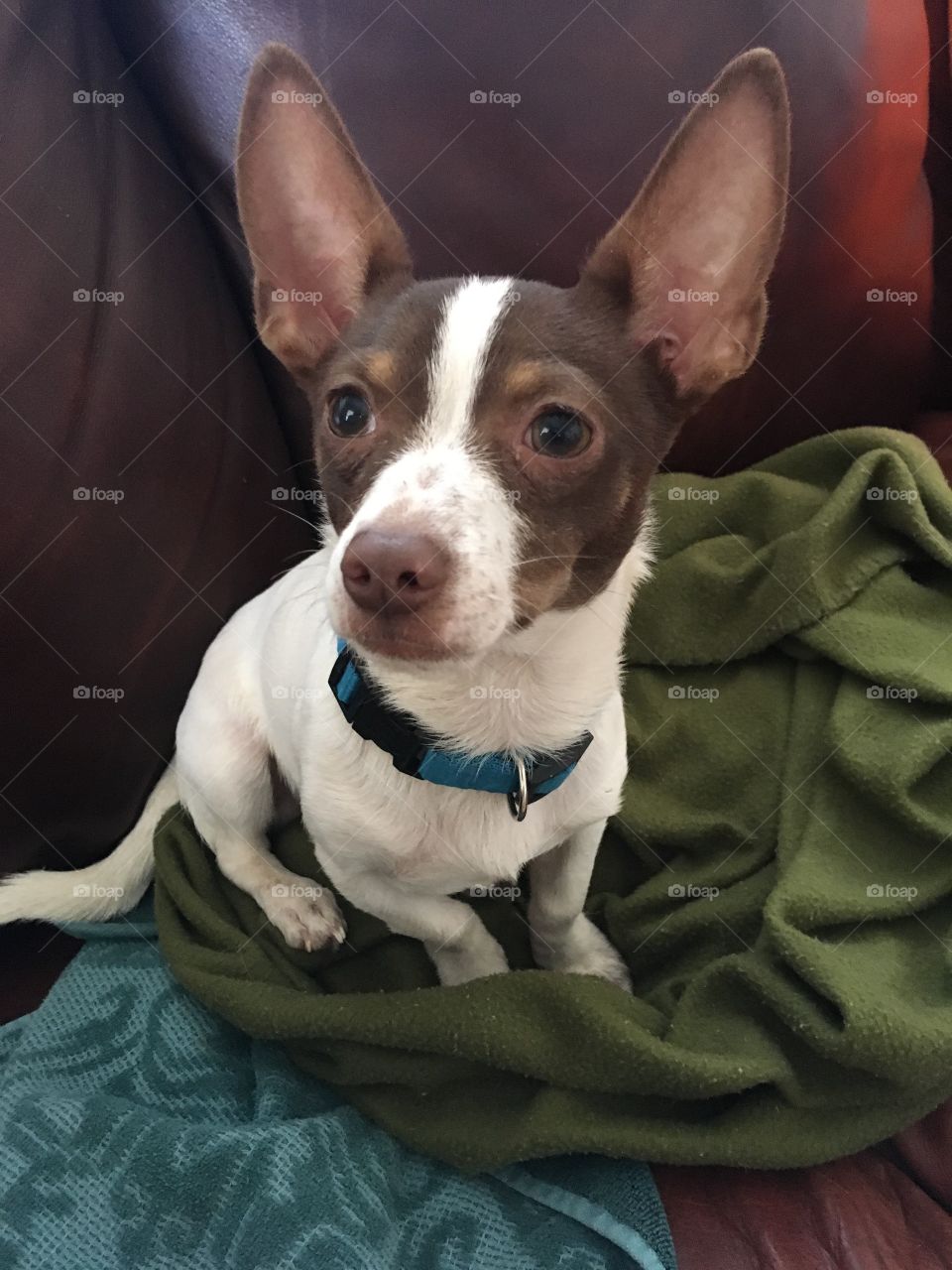 Our visitor Dottie a chihuahua we call gizmo. We’re taking care of him for awhile.