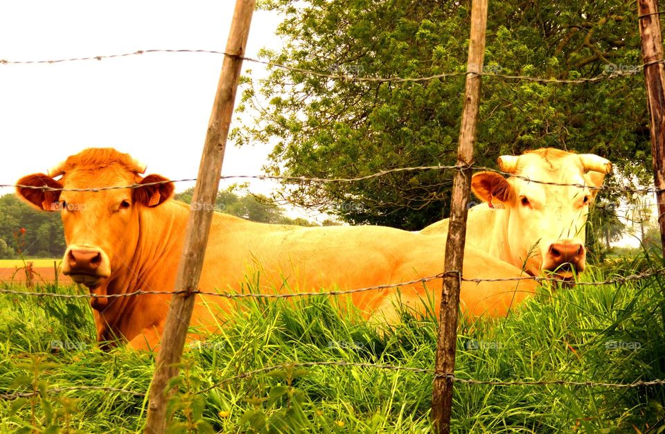 double-headed cow