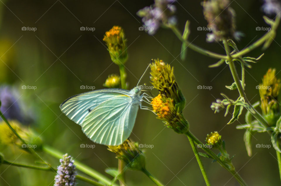 White Butterfly
