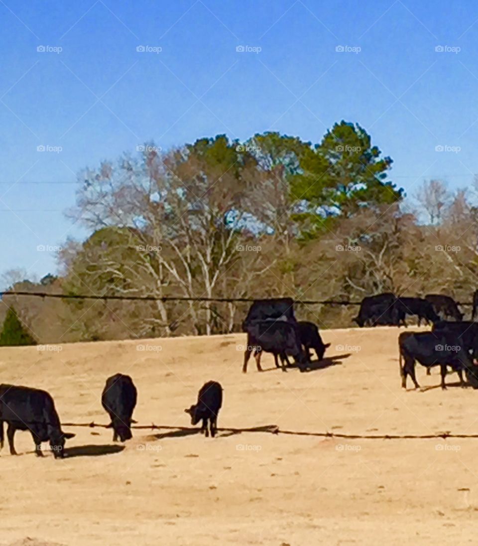 Black cows grazing with nearby trees. 