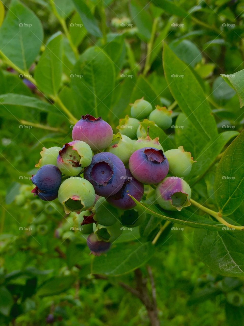 Shades of Blues. A cluster of blueberries in various stages of ripening.